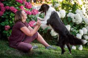 Anja Jakob und Border Collie Milino geben sich lachend die Pfote/Hand ab