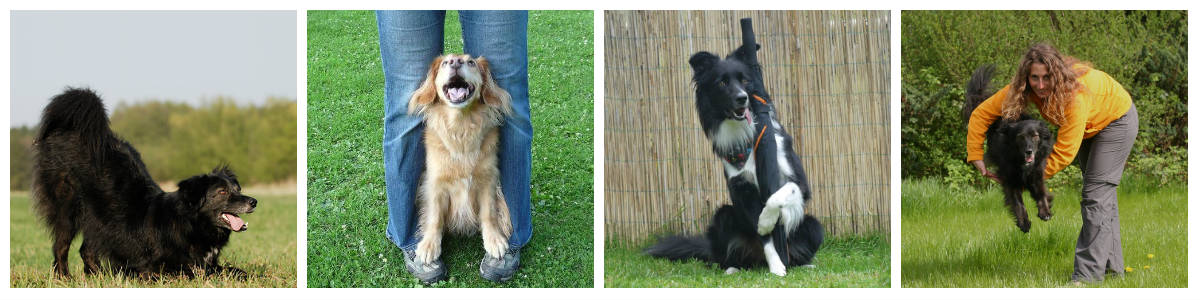 Hundetricks