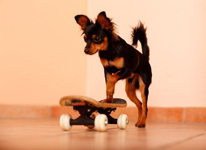 Hundetrick Skateboard fahren
