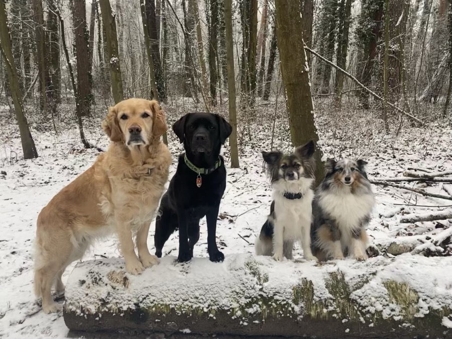 Retriever und Shelties beim Touch auf Baumstamm