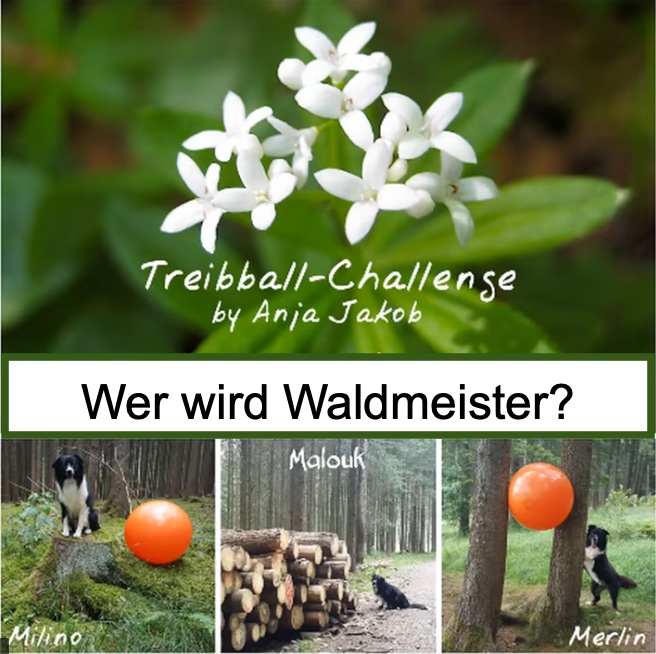 Wer wird Waldmeister