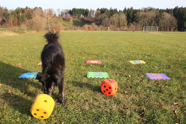 Mogli würfelt