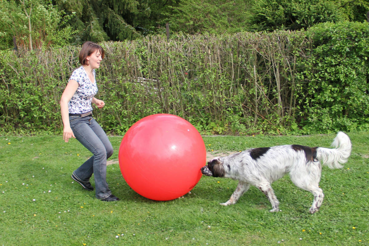Treibball Beginnerkurs A