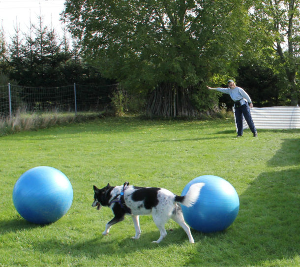Treibball Kurs B