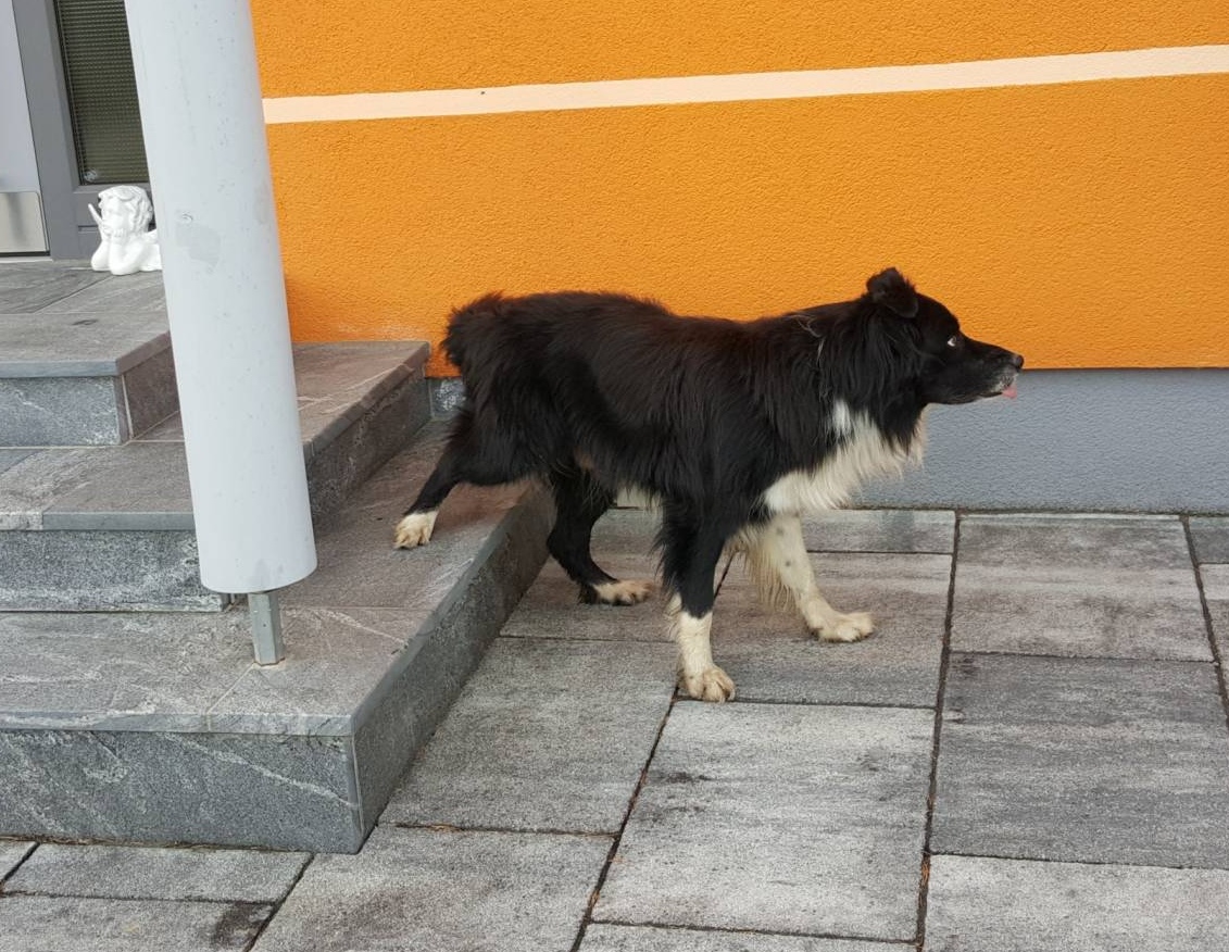 Rückwärtstricks für Hunde